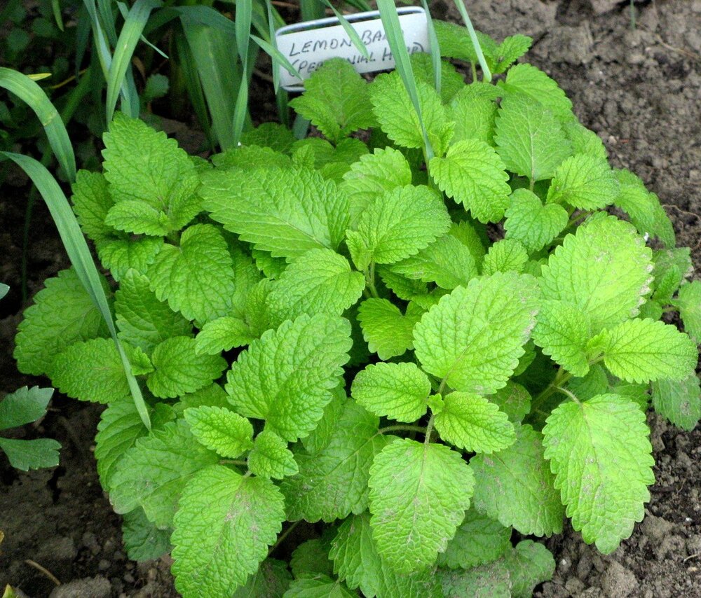 Lemon Balm (Melissa)