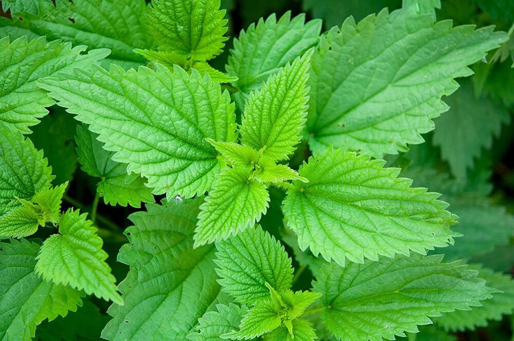 Nettle Leaf