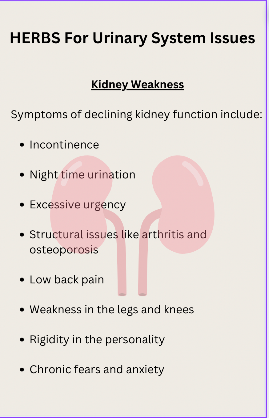 Urinary System Health (Kidney, Bladder,...) - Digital Download