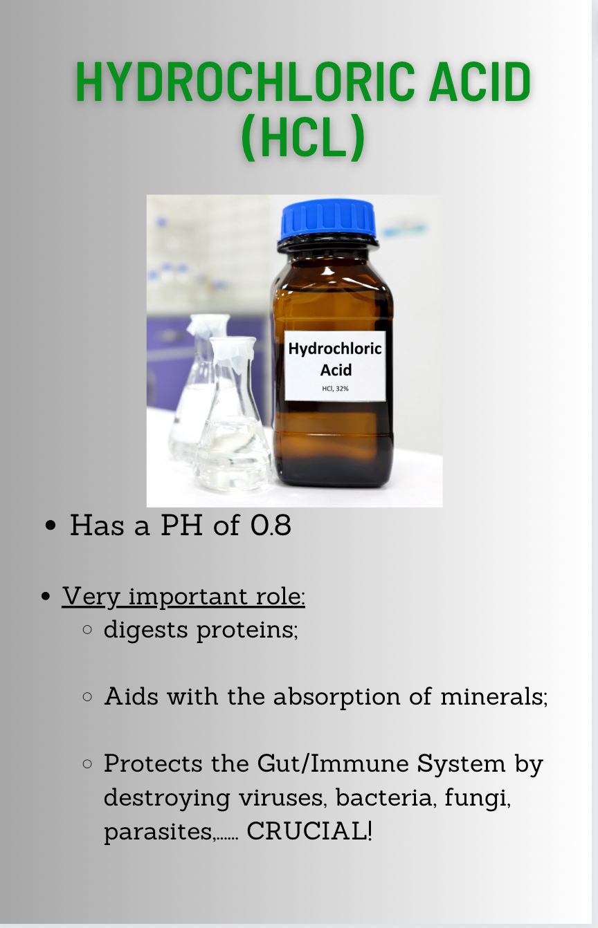 Stomach Issues? - Digital Download