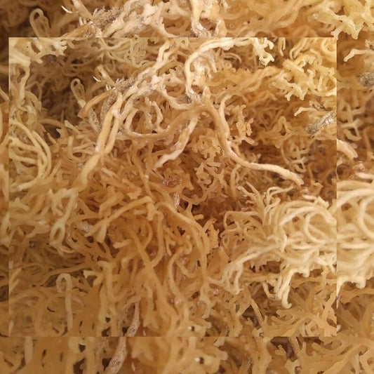 Irish Sea Moss (FRESH) (from St. Lucia)