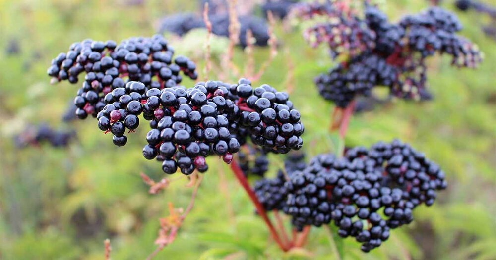 Elderberry