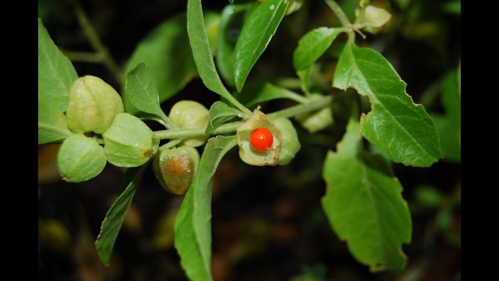 Ashwagandha Root