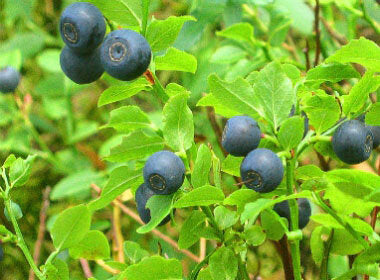 Bilberry
