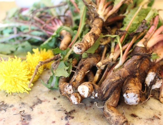 Dandelion Root