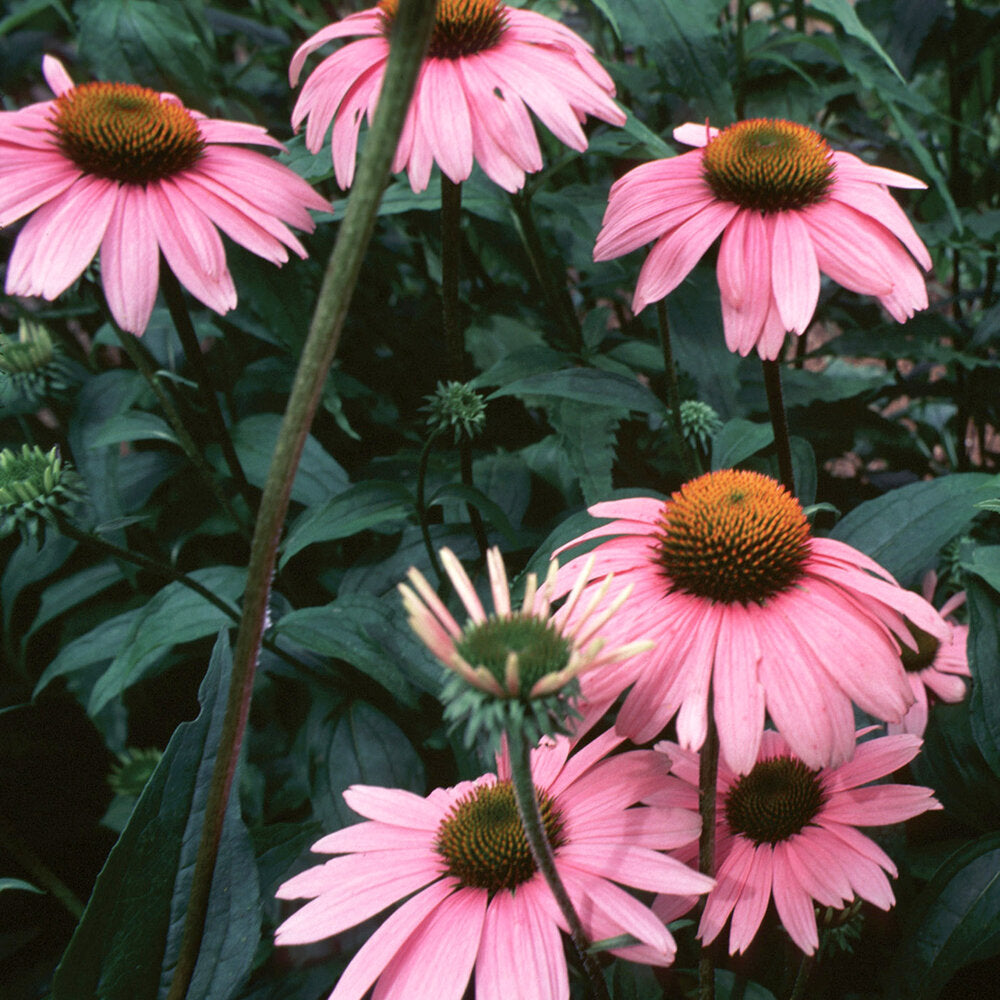 Echinacea Angustifolia (cut)