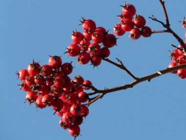 Hawthorn Berries