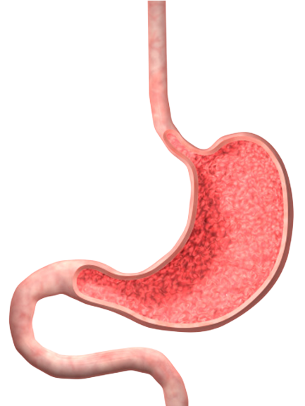 Stomach Issues? - Digital Download