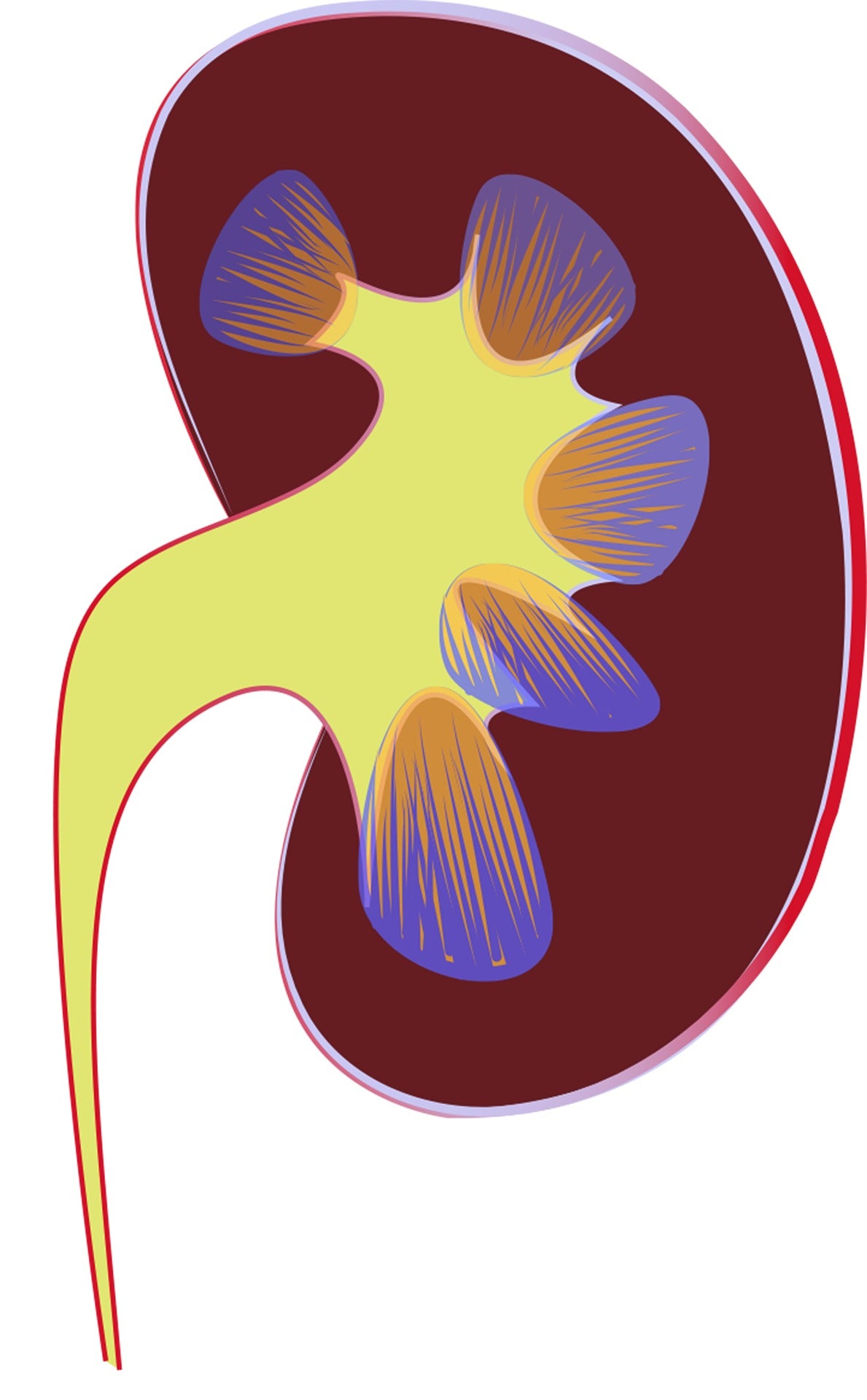 Urinary System Health (Kidney, Bladder,...) - Digital Download