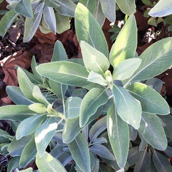 White Sage (Loose) - for burning