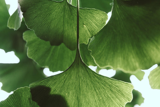 Ginkgo Leaf (bulk)