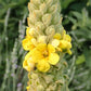 Mullein Leaf