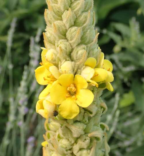 Mullein Leaf