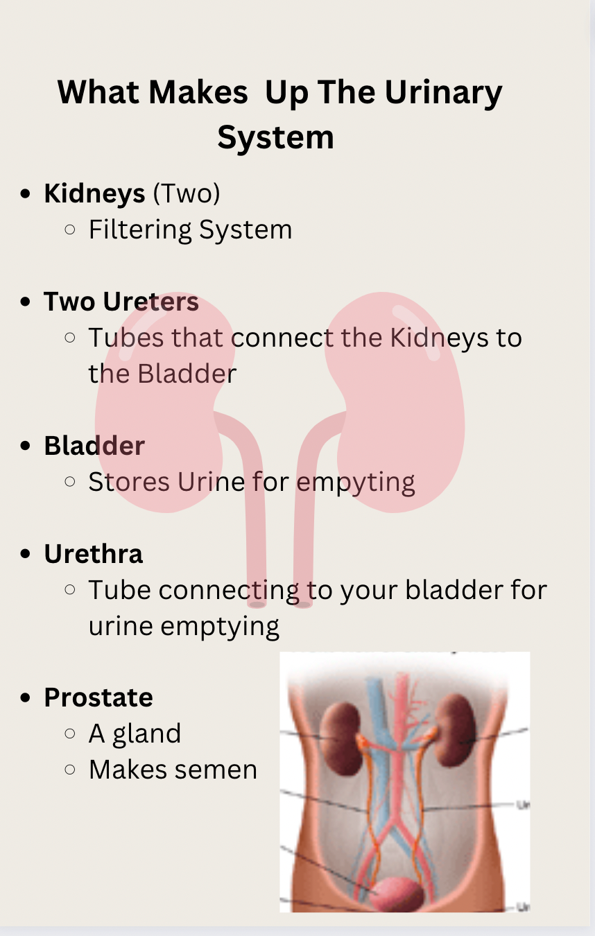 Urinary System Health (Kidney, Bladder,...) - Digital Download