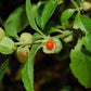 Ashwagandha Root
