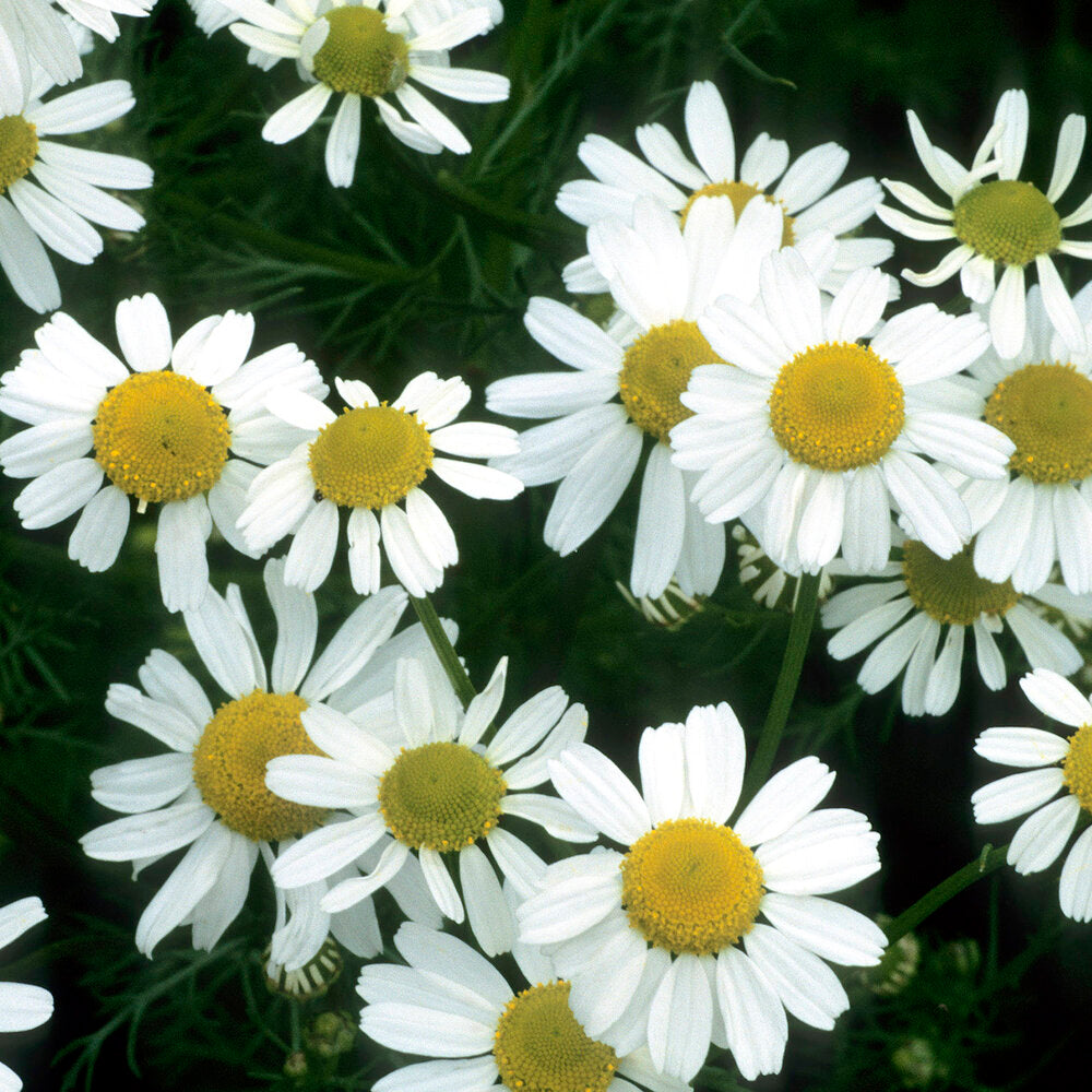 Chamomile