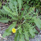 Dandelion Leaf