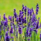 Lavender Flowers